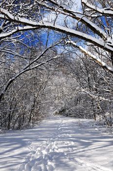 Recreational path in winter forest after a snowfall