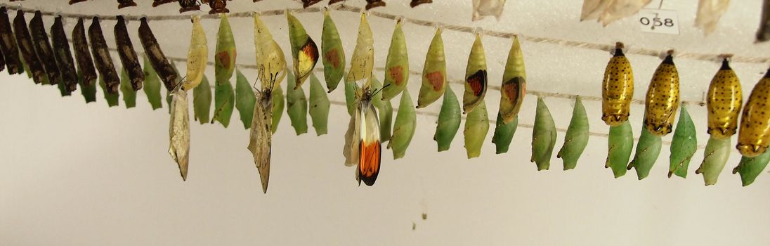 butterfly cocoons hanging from ceiling in a butterfly hatchery