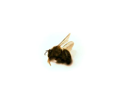 a dead bee isolated on white with shadows