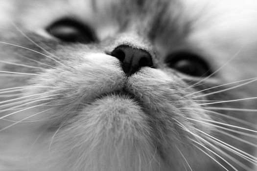 Close-up of a nose of a cat