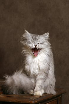 Yawning cat in studio