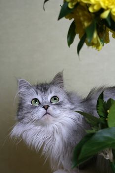 Portrait of the cat - girl with flowers