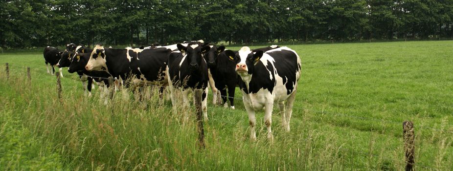 Group of cows in grass land.