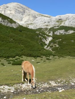 a wild horse in mountain