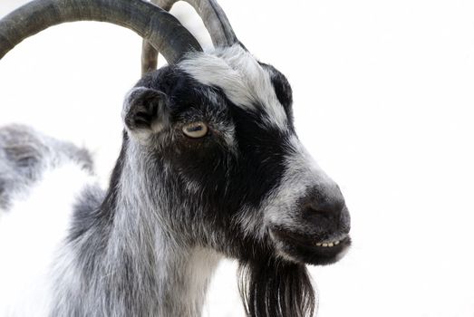 Goat isolated on white background.