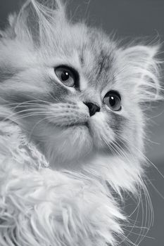 Close-up of the grey kitten on a white background