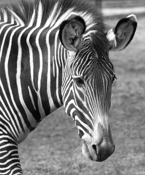 Portrait of a sad zebra in zoo. b/w