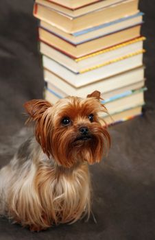 Portrait of yorkshire. Sitting in front of dark background