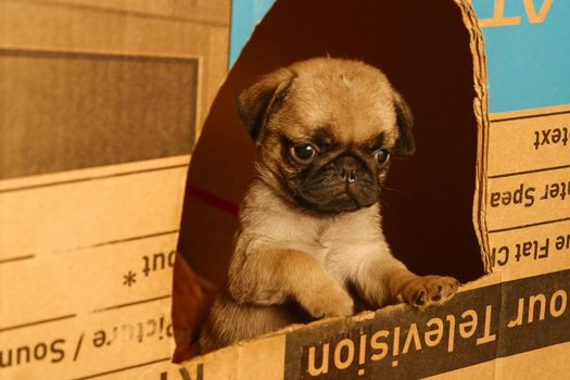 The small puppy of a pug looks out from a box