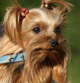 Portrait of yorkshire close-up