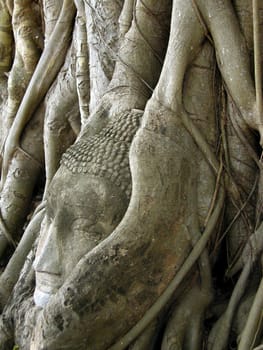 ayutthaya,thailand,ancient statue of buddha in the roots