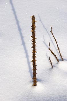 Thorny rose stem upstanding from snow in sunny winter day.
