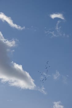 Birds migrating to warm regions on a blue cloudy sky background.