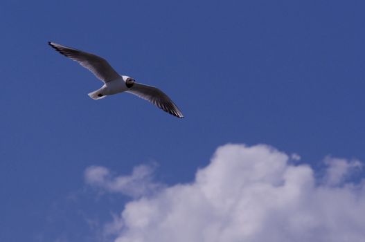 seagull in the blue sky with clouds