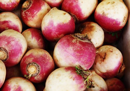 background of fresh pulpy turnip on the market
