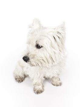 An image of a nice white Terrier