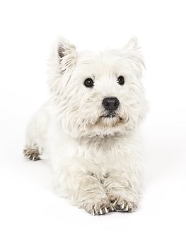 An image of a nice white Terrier