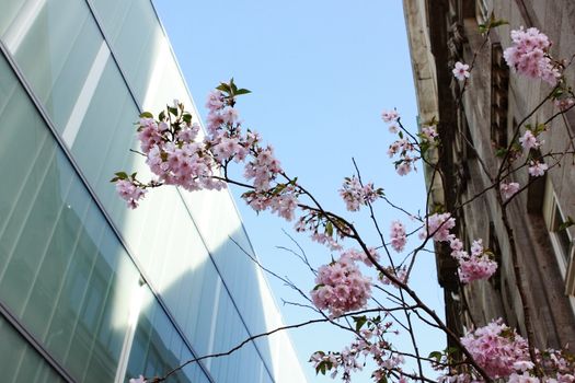 blossoming cherry tree over sky background in the city