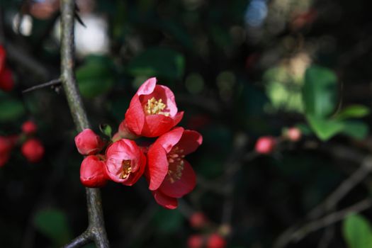 beautiful red flowers on the branch of the tree