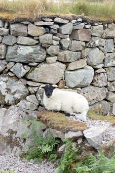 Young sheep resting at a stone wall near Loch Morar, Scotland