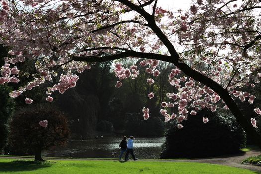 couple on the background of blossoming trees against the sun