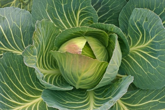 Cabbage in the garden. Cabbage head in the fast growth period. Close-Up