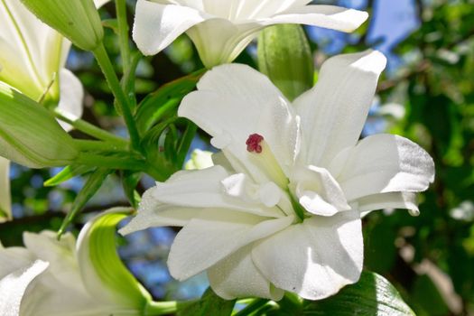 White lilies outdoors 