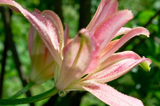 Pink lily outdoors