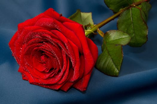 red rose on blue background