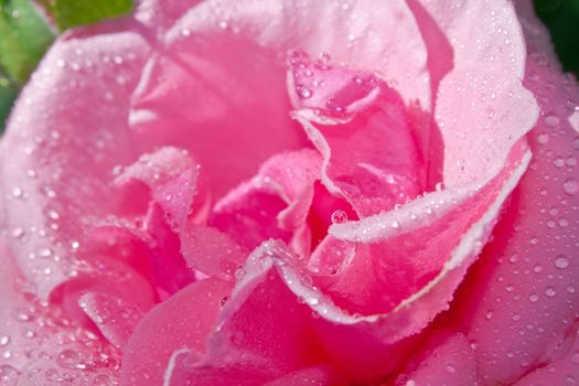 Pink rose with water drops