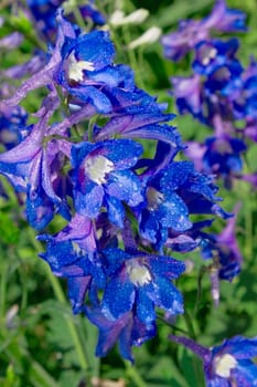 Blossom delphinium outdoors