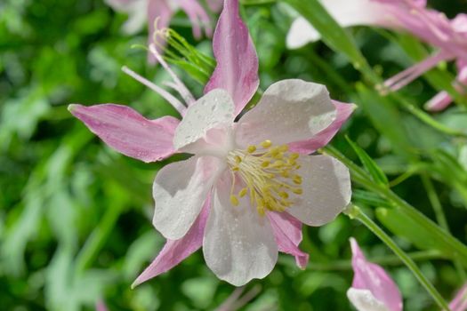 Pink auilegia on green background