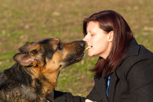 german shepherd