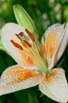 Lilly whith water drops