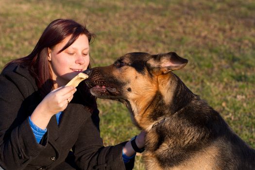 german shepherd