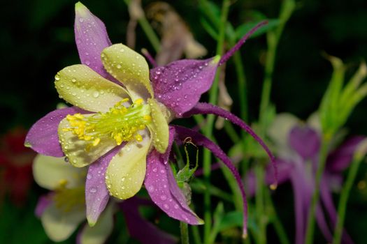 Violet aquilegia with water drops