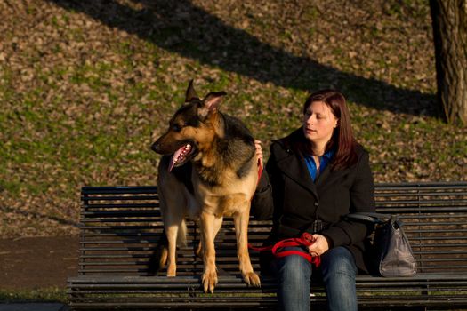 german shepherd