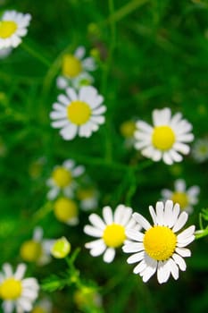 Camomiles on green grass background