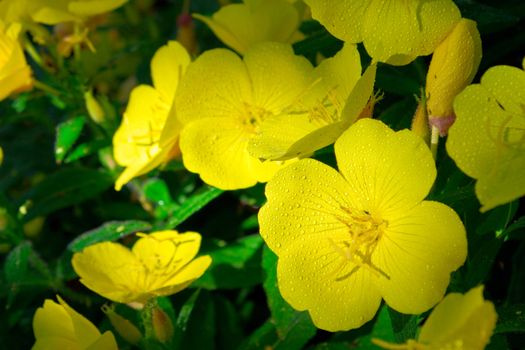 Beauty yellow flowers outdoors