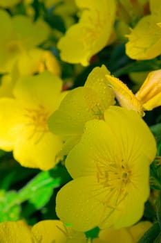 Beauty yellow flowers outdoors