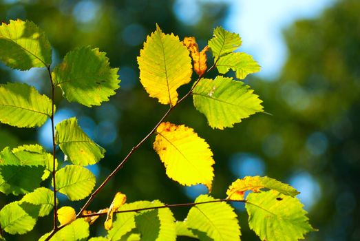 Beautiful green leaves make pattern bright background