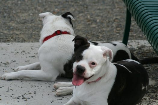 Staffordshire Bull Terrier in a park.