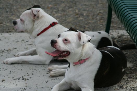 Staffordshire Bull Terrier in a park.