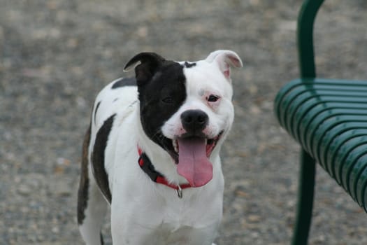 Staffordshire Bull Terrier in a park.