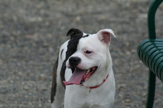 Staffordshire Bull Terrier in a park.