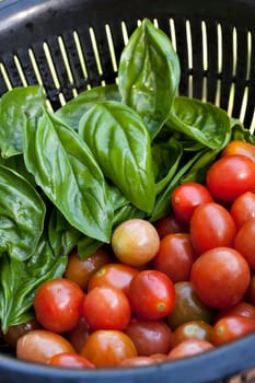 A full colander of freshly picked and vine ripened grape tomatoes along with some green Italian basil. Shallow depth of field.