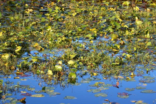 Wetland vegetation background from central Florida.