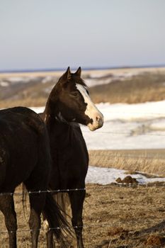 Horse in winter pasture
