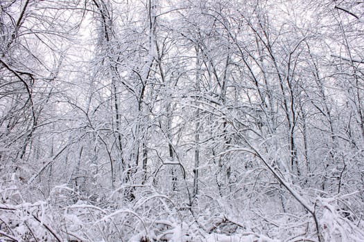 A winter wonderland at Rock Cut State Park in Illinois.