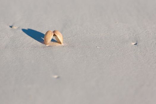 Isolated seashell on the sandy beach with shadow